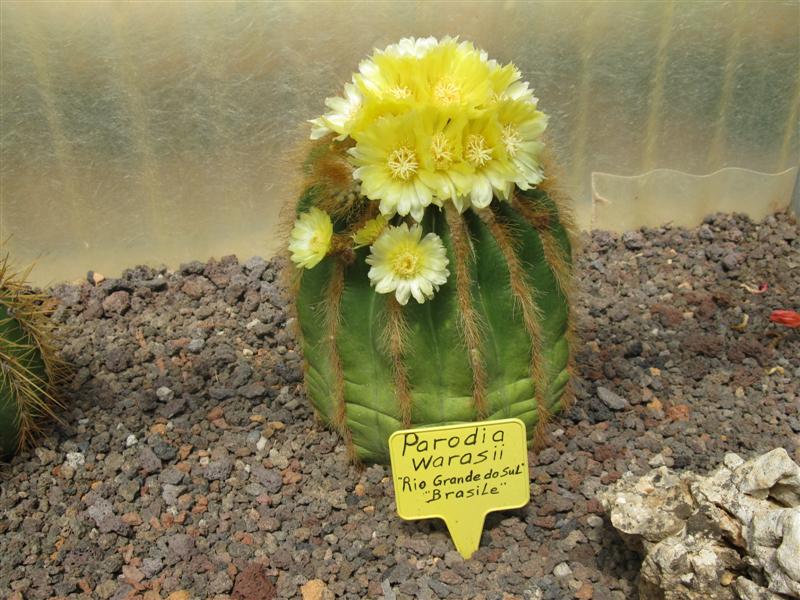 Parodia warasii 