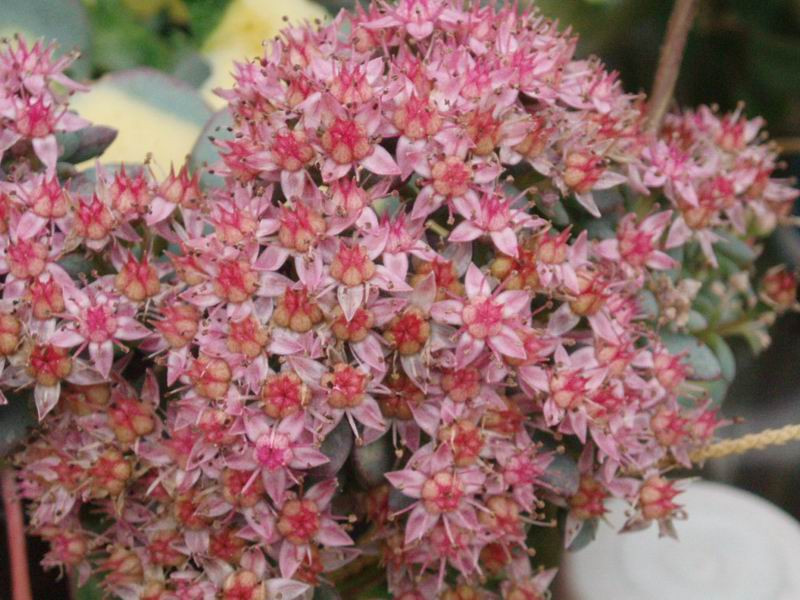 Sedum sieboldii 