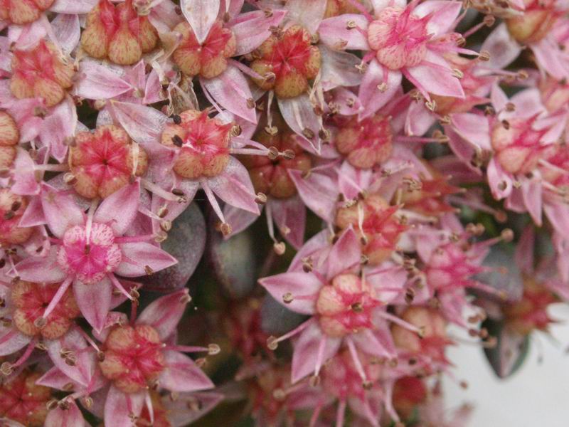 Sedum sieboldii 