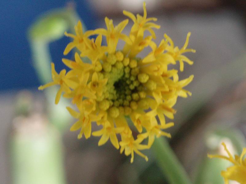 Senecio deflersii 