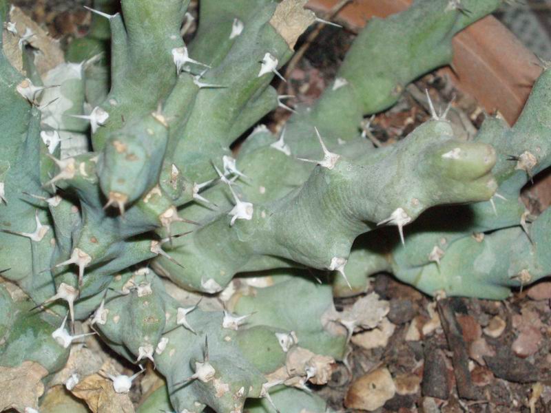 Euphorbia clivicola 