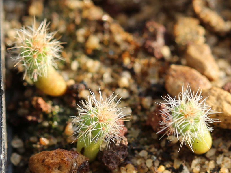 pediocactus nigrispinus