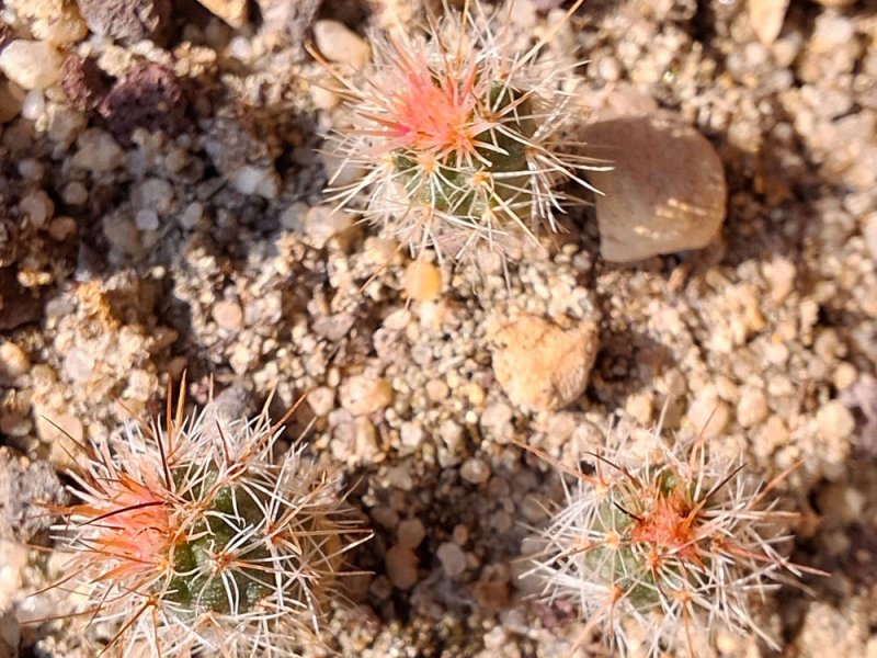pediocactus nigrispinus