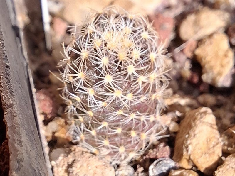 pediocactus paradinei