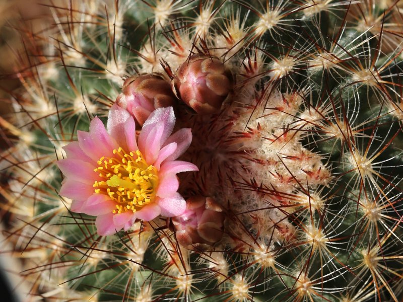 Pediocactus simpsonii ssp. minor RP106