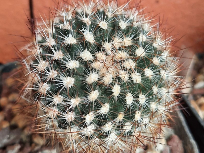 Pediocactus simpsonii ssp. minor RP106