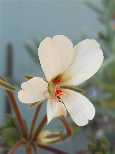 Pelargonium barklyi 