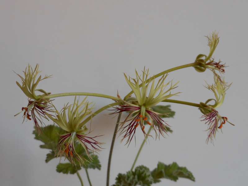 Pelargonium schizopetalum 