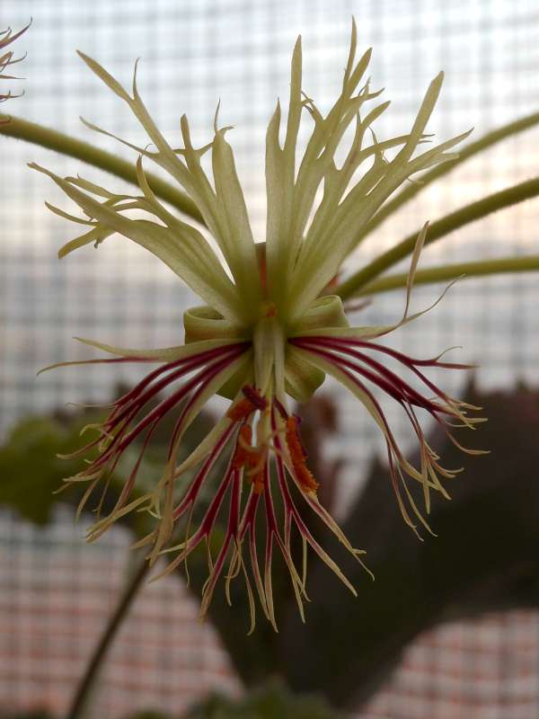 Pelargonium schizopetalum 