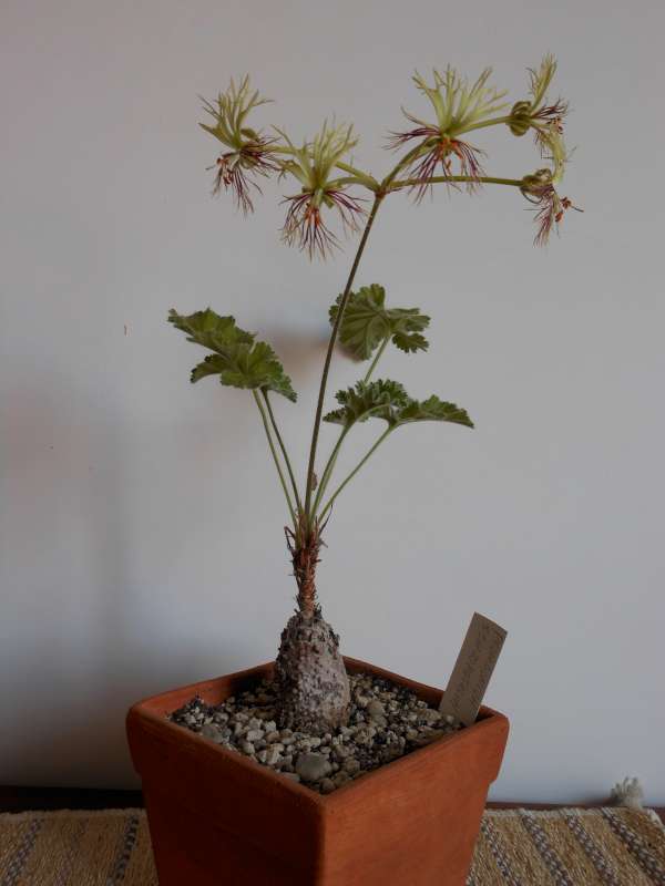 Pelargonium schizopetalum 