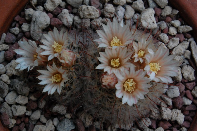 Mammillaria pennispinosa 