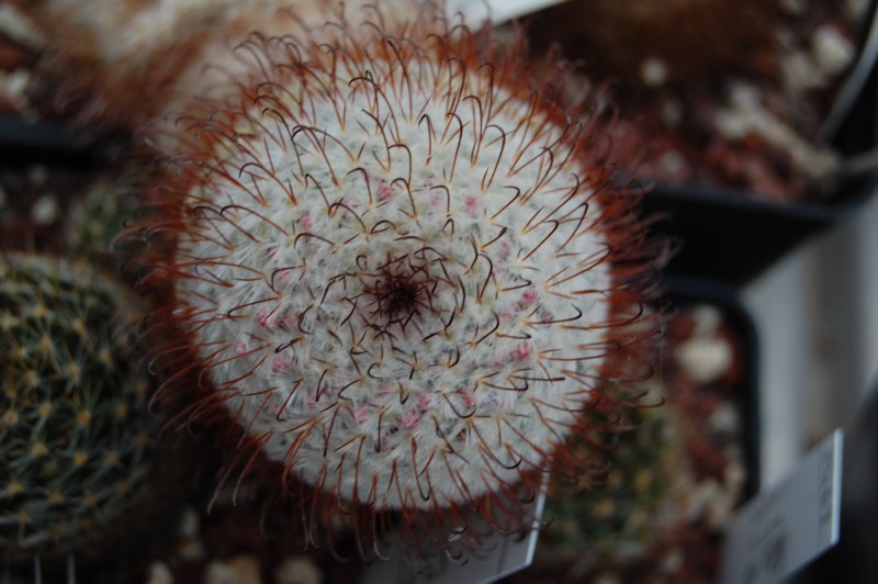 Mammillaria aff. perezdelarosae 