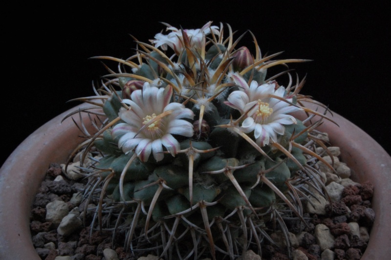 Mammillaria magnimamma PH 403.01