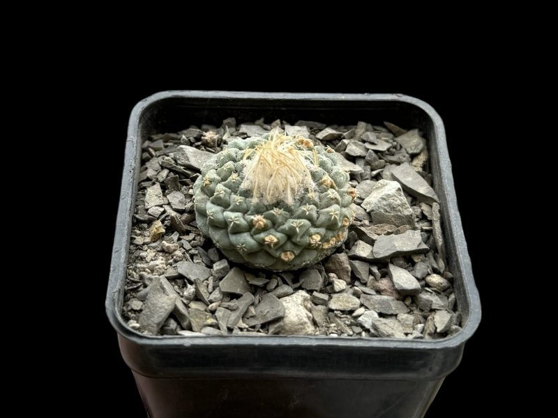 Strombocactus disciformis f. minimus 