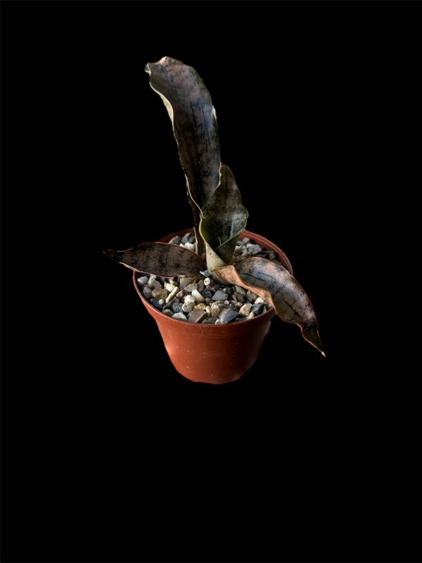 sansevieria kirkii