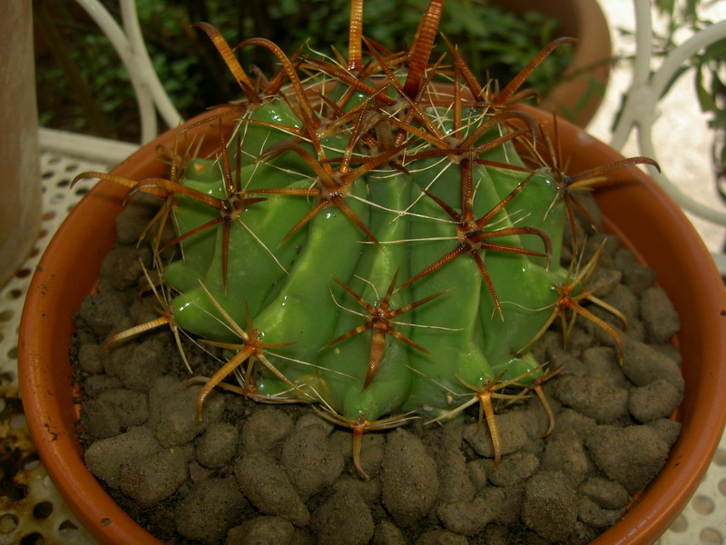 Ferocactus wislizeni ssp. herrerae 