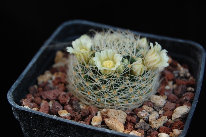 Mammillaria picta ssp. viereckii SB 1436