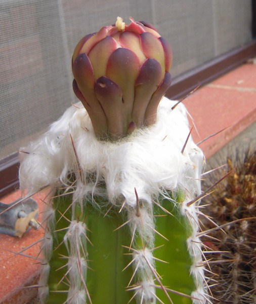 Pilosocereus palmeri 