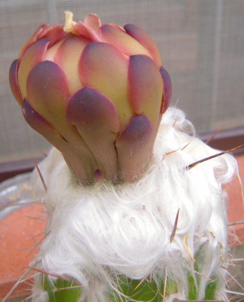 Pilosocereus palmeri 