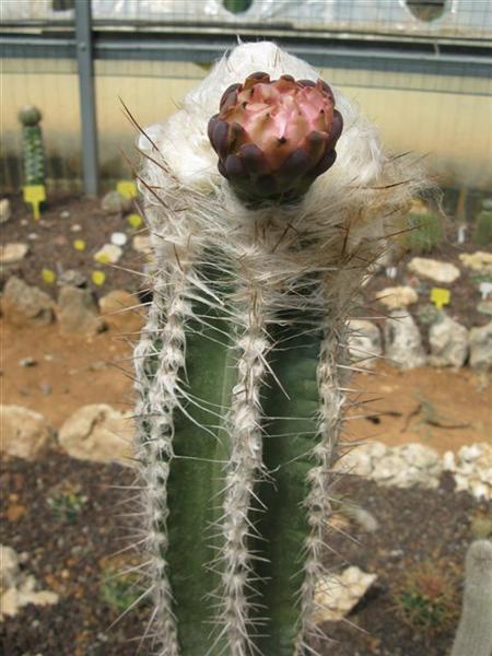 Pilosocereus palmeri 