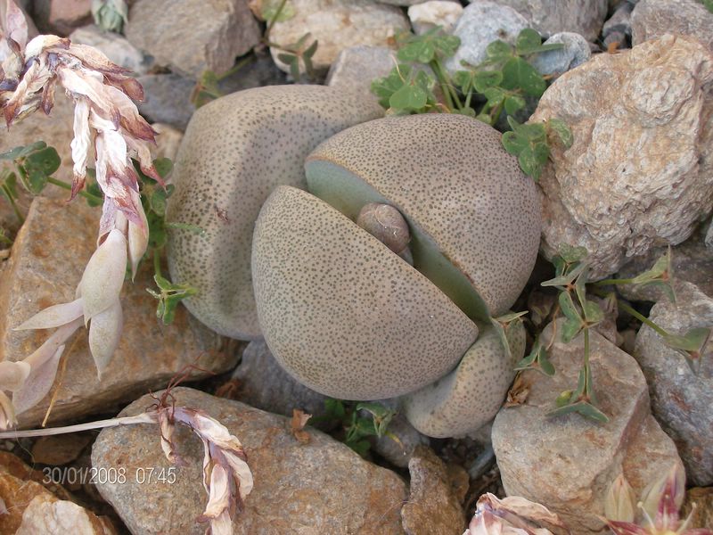 Pleiospilos nelii 