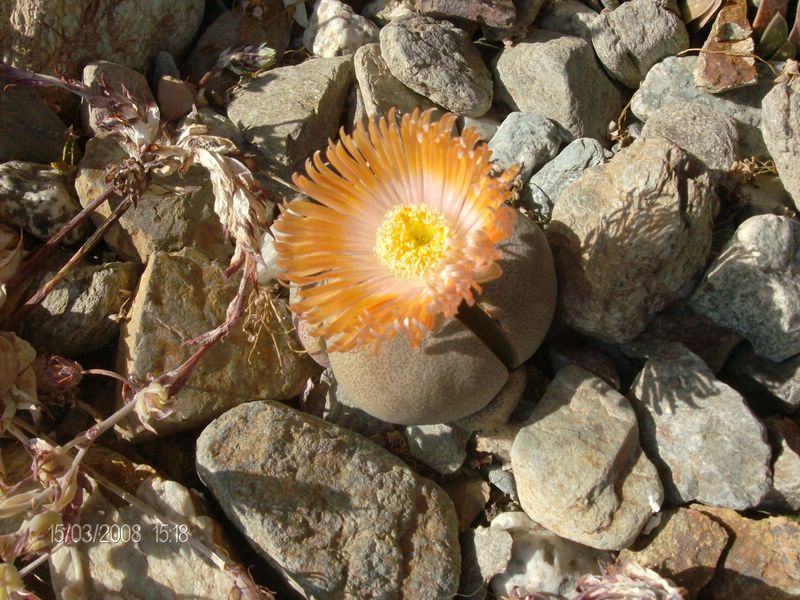 Pleiospilos nelii 