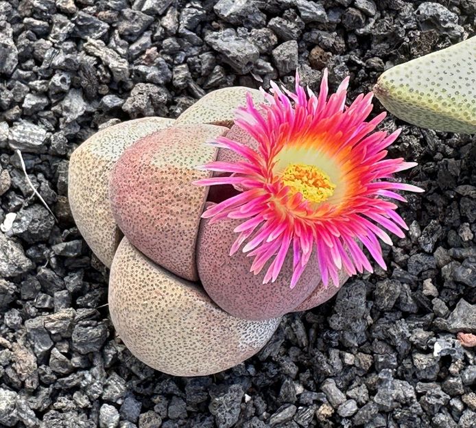 Pleiospilos nellii cv. royal flush 