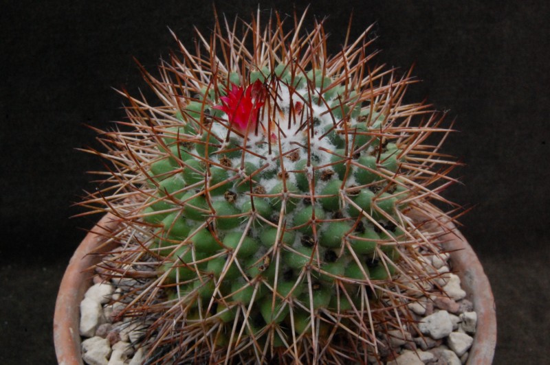 Mammillaria polythele FO 59