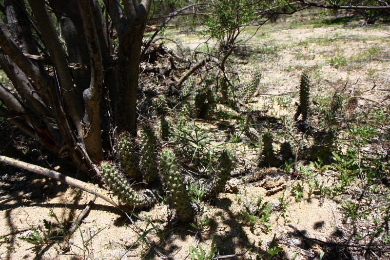 Mammillaria poselgeri 