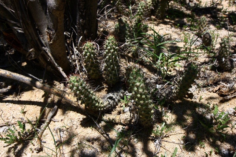 Mammillaria poselgeri 