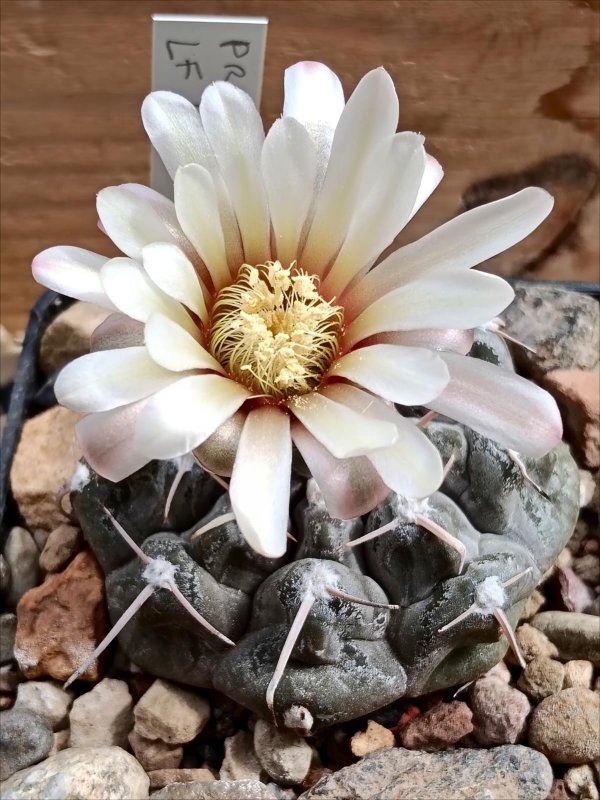 gymnocalycium prochazkianum