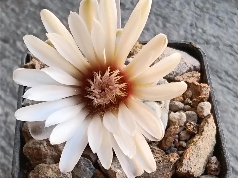 gymnocalycium prochazkianum