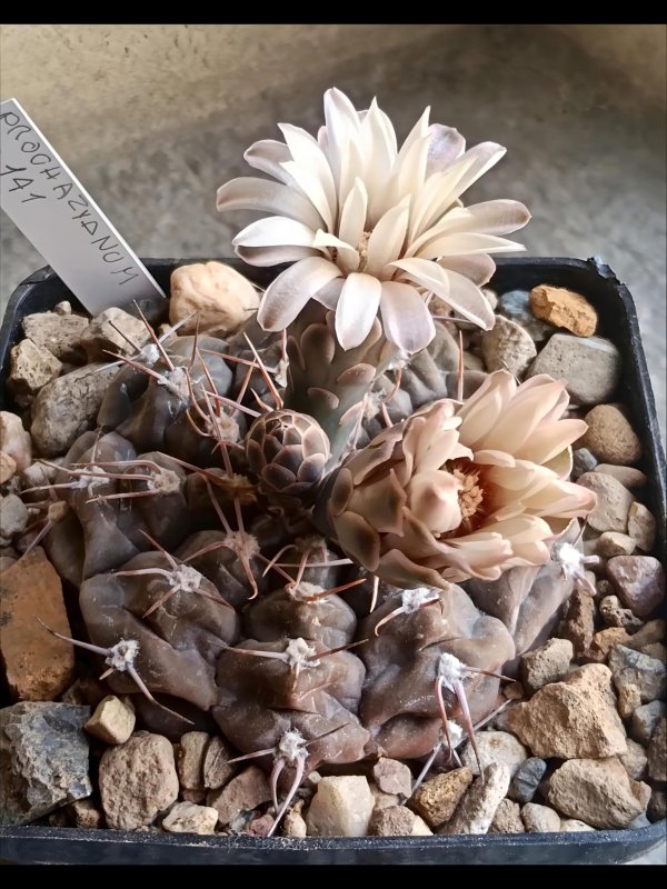 Gymnocalycium prochazkianum VS 141