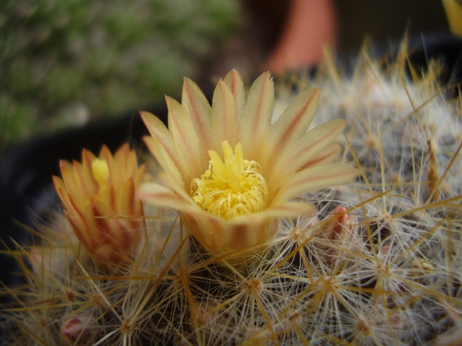 Mammillaria prolifera ssp. texana 