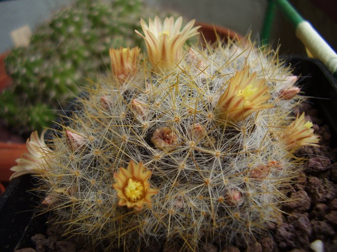 Mammillaria prolifera ssp. texana 