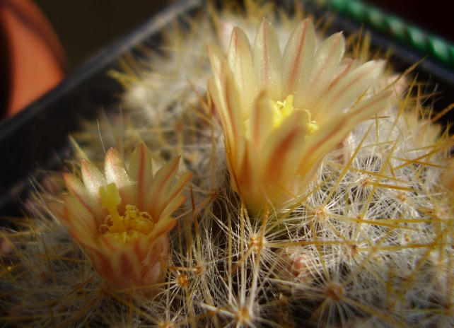 Mammillaria prolifera ssp. texana 