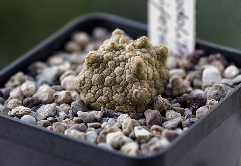 pseudolithos cubiformis