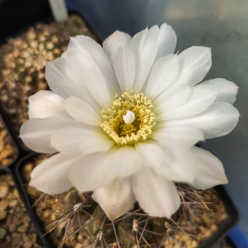 Gymnocalycium gibbosum 