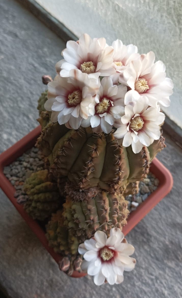 Gymnocalycium quehlianum 