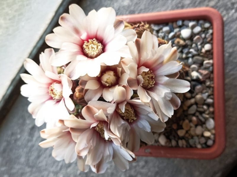 Gymnocalycium quehlianum 
