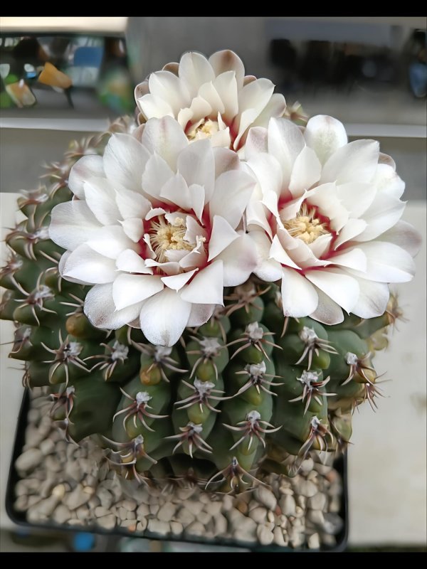Gymnocalycium quehlianum 