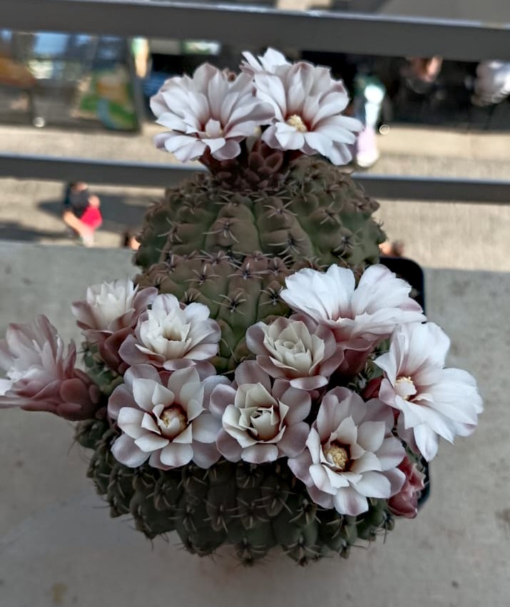 Gymnocalycium quehlianum 