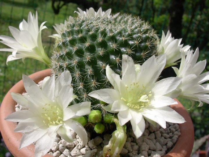 Rebutia krainziana v. albiflora 