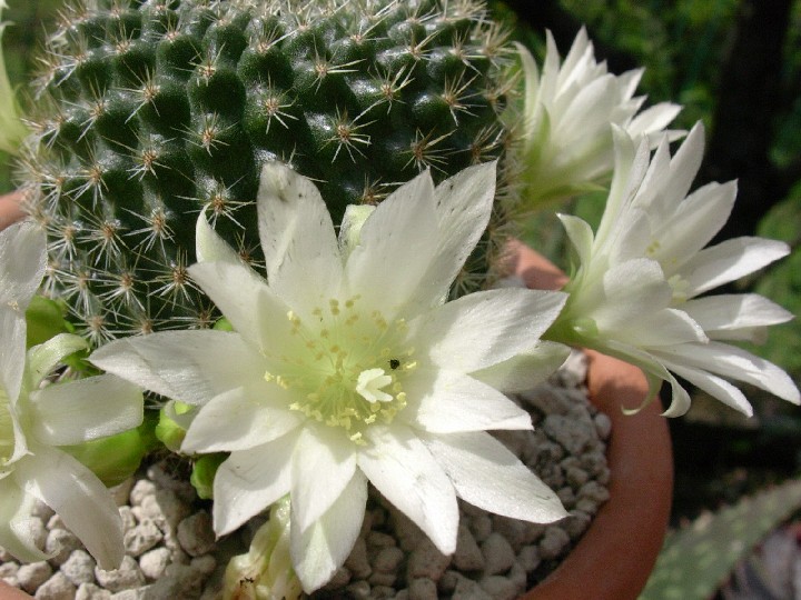 Rebutia krainziana v. albiflora 