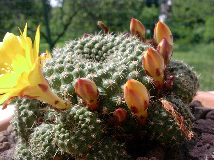 Rebutia marsoneri 