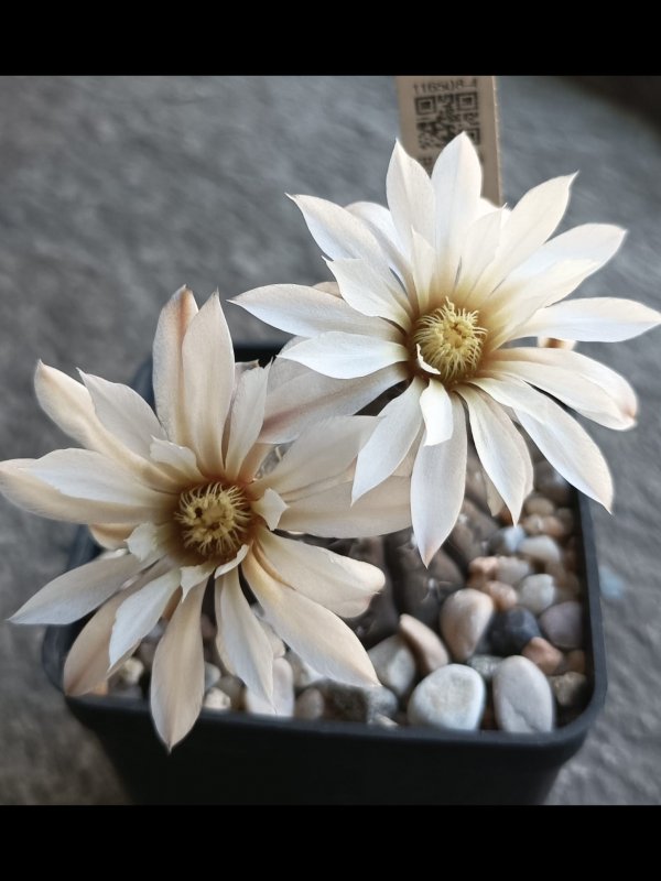 Gymnocalycium ragonesei 