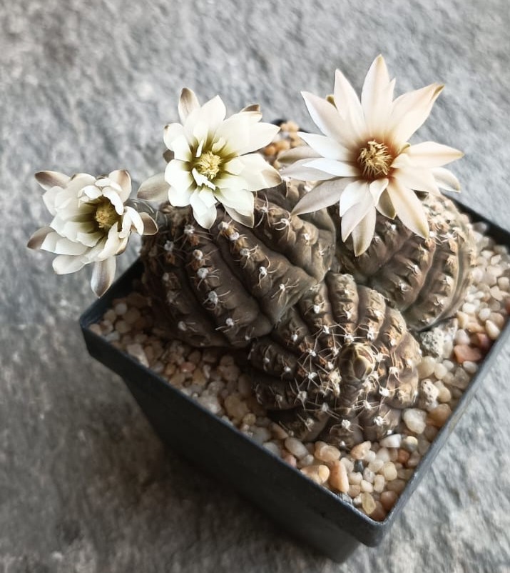 Gymnocalycium ragonesei 