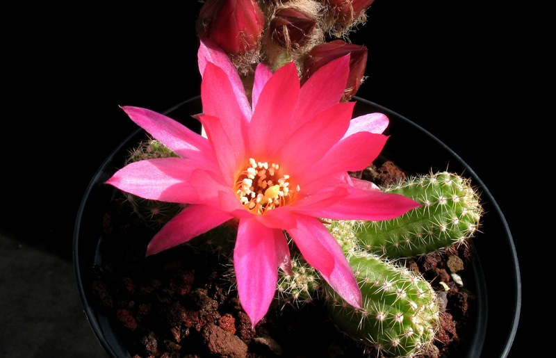 Chamaecereus cv. rainbow 