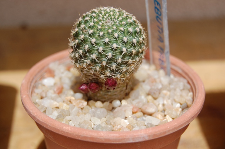 Rebutia fabrisii 