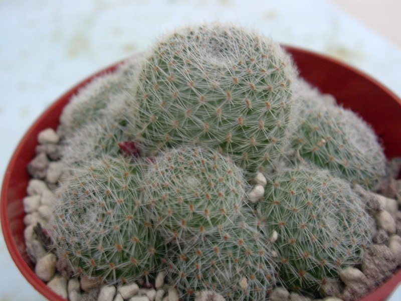 Rebutia cv. sunrise 